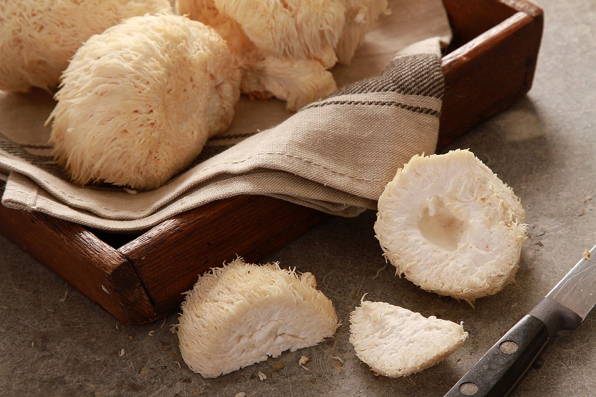 Hericium Dosierung: Hericium Erinaceus Einnahme und Dosierung Leicht Gemacht